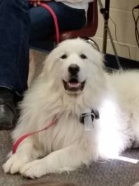 16708273_1392751174122975_5836284985160641416_n