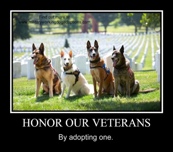 43c0c0e98e4e360cb271135c263a6ed9--military-working-dogs-military-dogs (1)