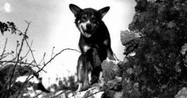 Military-war-dog