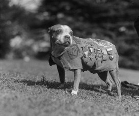 Stubby-Millitary-war-dog