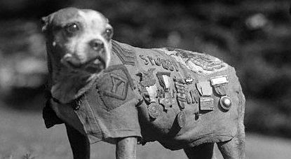 Dog Wearing Military Medals