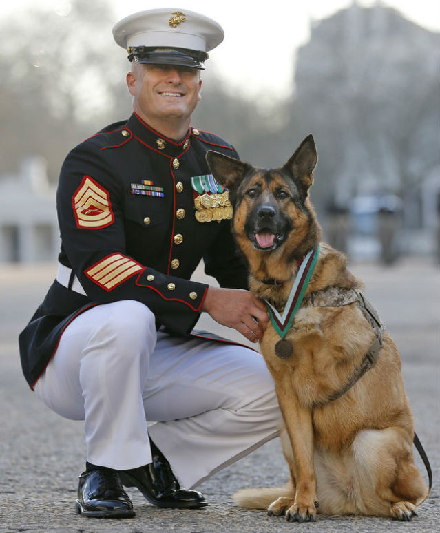war-hero-dog-3